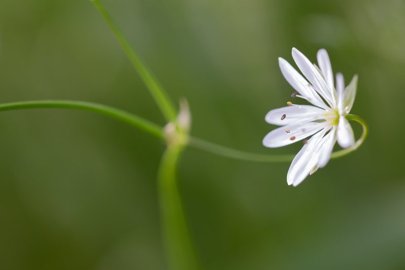 Poesie-vegetale-10-fleur-blanche-pas-de-danse.jpg