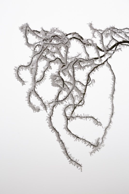Poesie-vegetale-18-hiver-esquisse-givre.jpg