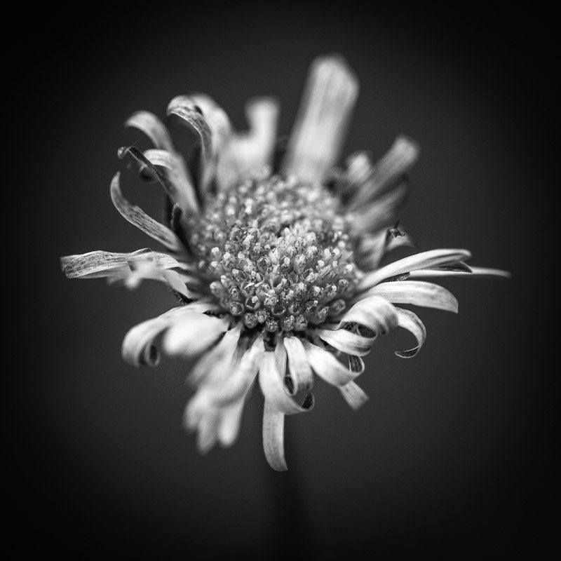 Poesie-vegetale-22-fleur-simplicite.jpg