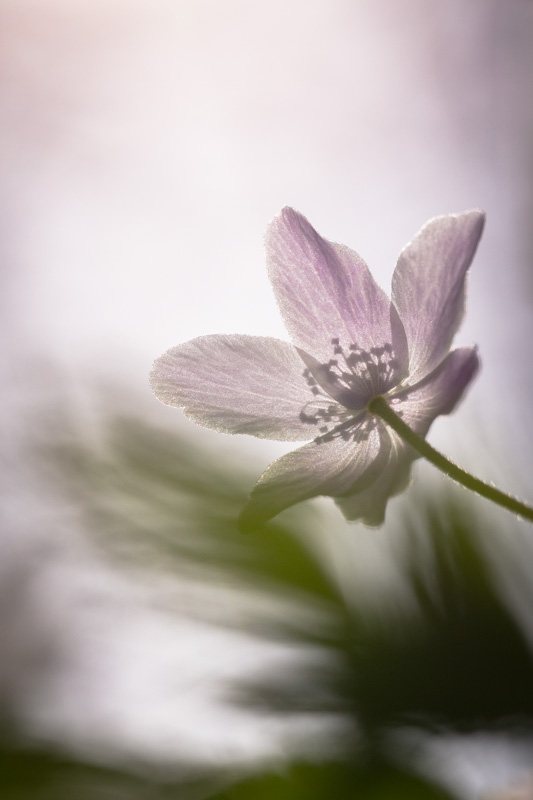 Poesie-vegetale-3-anemone.jpg