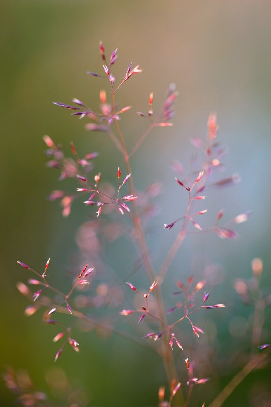 Poesie-vegetale-6-graminees.jpg