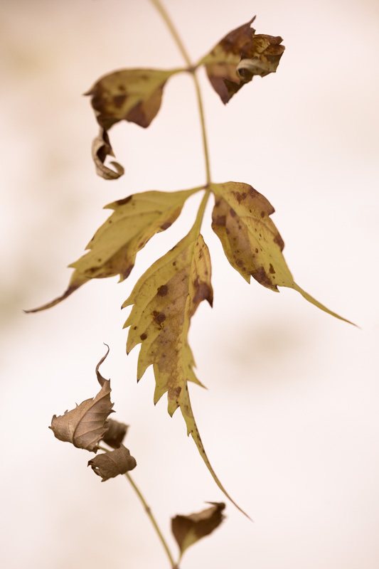 Poesie-vegetale-9-automne.jpg