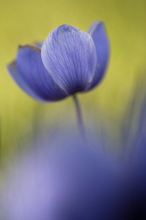 Poesie-vegetale-1-fleur-bleu-printemps.jpg