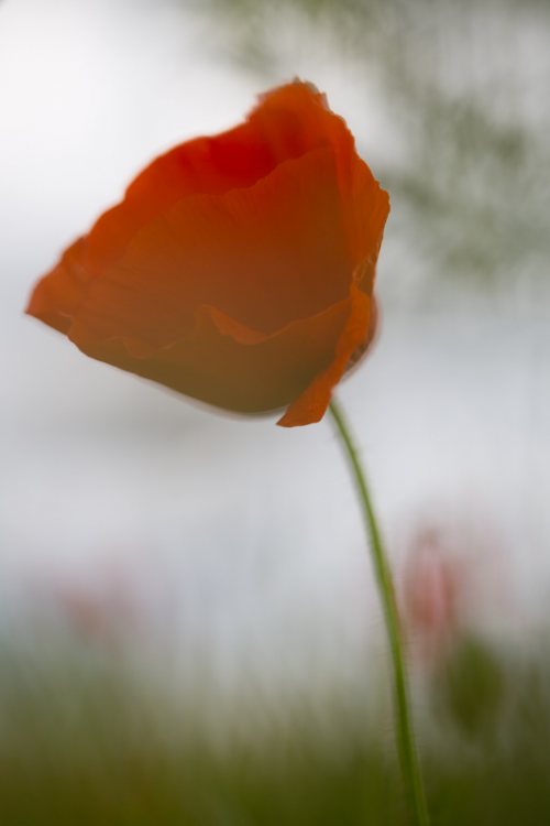 Poesie-vegetale-13-coquelicot.jpg