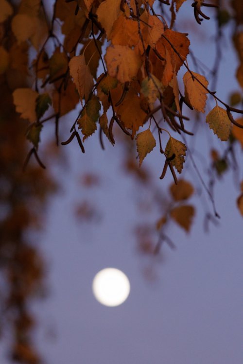 Poesie-vegetale-17-lune-automne.jpg
