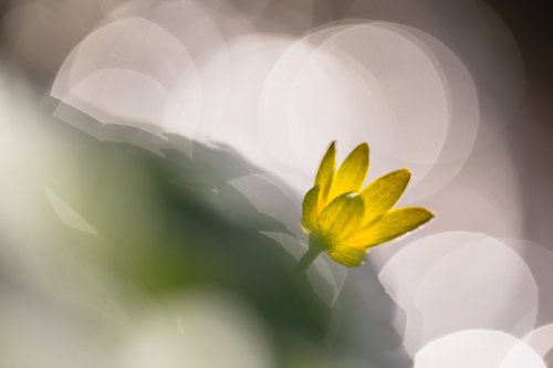 Poesie-vegetale-2-fleur-jaune-printemps.jpg