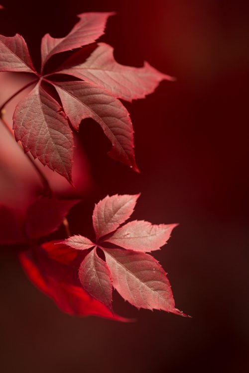 Poesie-vegetale-21-rouge-automne.jpg