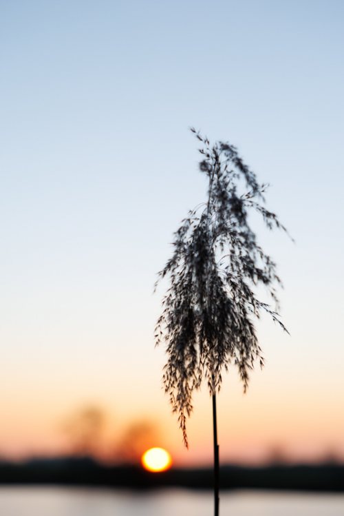 Poesie-vegetale-22-etang-coucher-soleil-roseau.jpg