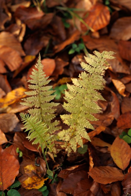Poesie-vegetale-23-fougeres-automne.jpg