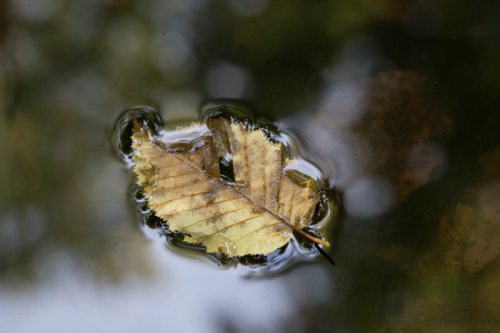 Poesie-vegetale-24-feuille-morte-flottant-dans-une-flaque.jpg