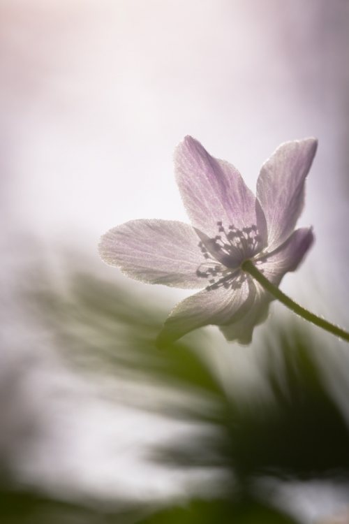 Poesie-vegetale-4-anemone-des-bois-printemps.jpg