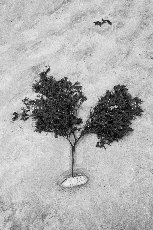 maree-basse-Bretagne-algue-attachee-galet-plage-sable-credit-Regine-Heintz.jpg