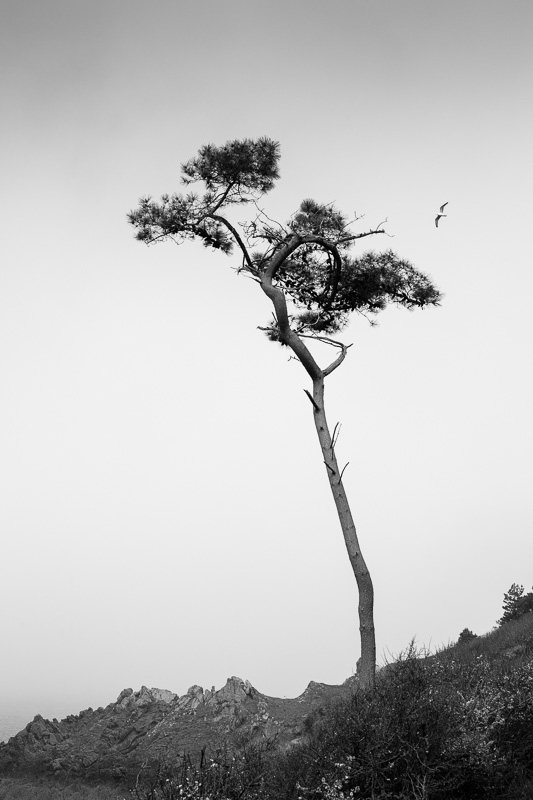 pin-mouette-bord-de-mer-Bretagne-credit-Regine-Heintz.jpg