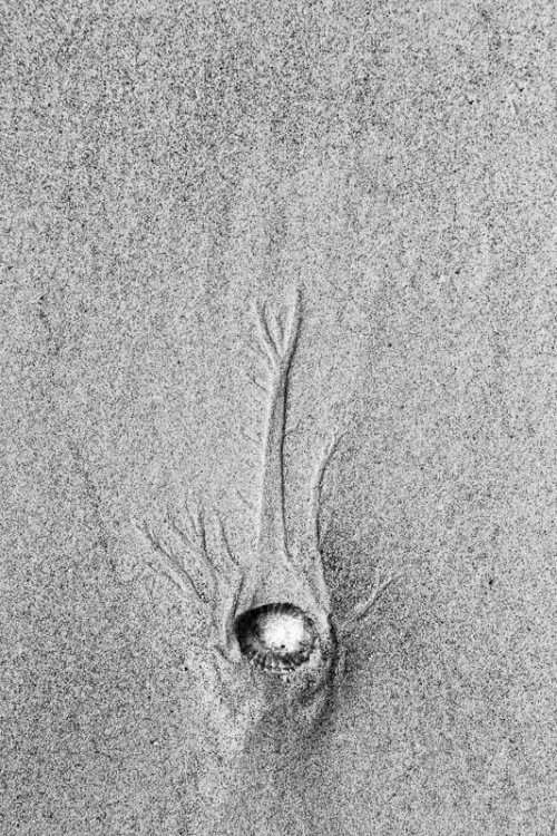 coquillage-plage-maree-basse-traces-sable-credit-Regine-Heintz.jpg coquillage-plage-maree-basse-traces-sable-credit-Regine-Heintz.jpg