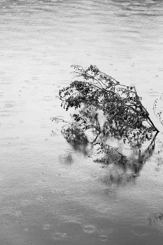 arbres-noir-et-blanc--pluie-1.jpg