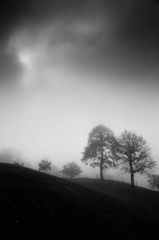 arbres-noir-et-blanc-brume.jpg
