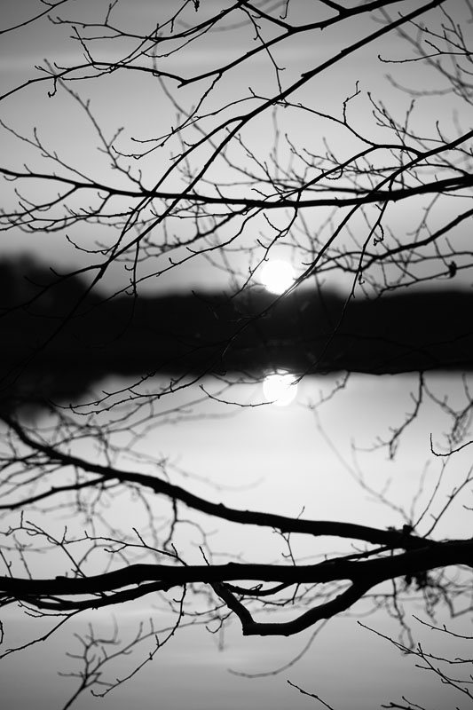 arbres-noir-et-blanc-coucher-soleil.jpg