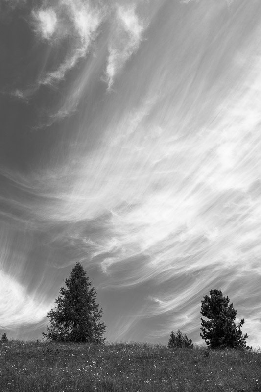 arbres-noir-et-blanc-nuages-1.jpg