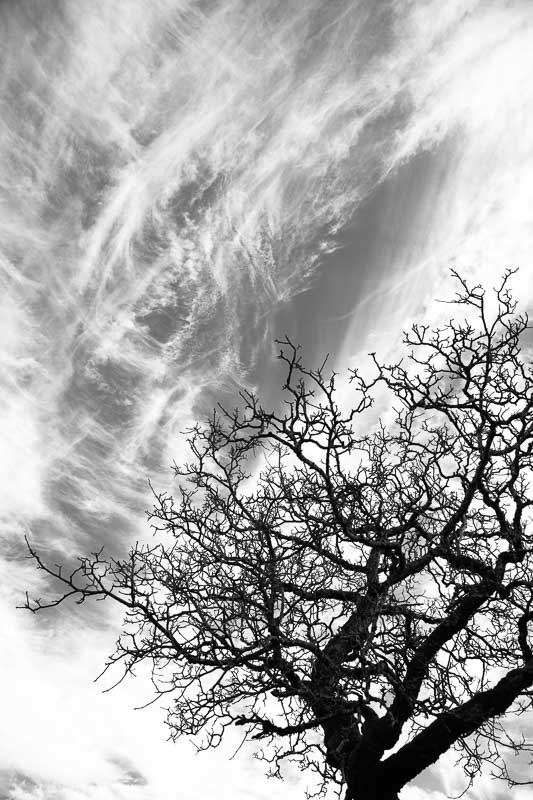 arbres-noir-et-blanc-nuages-2.jpg