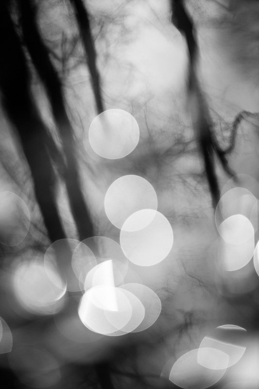arbres-noir-et-blanc-reflet-6.jpg