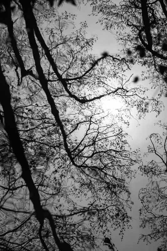 arbres-noir-et-blanc-reflets-7.jpg