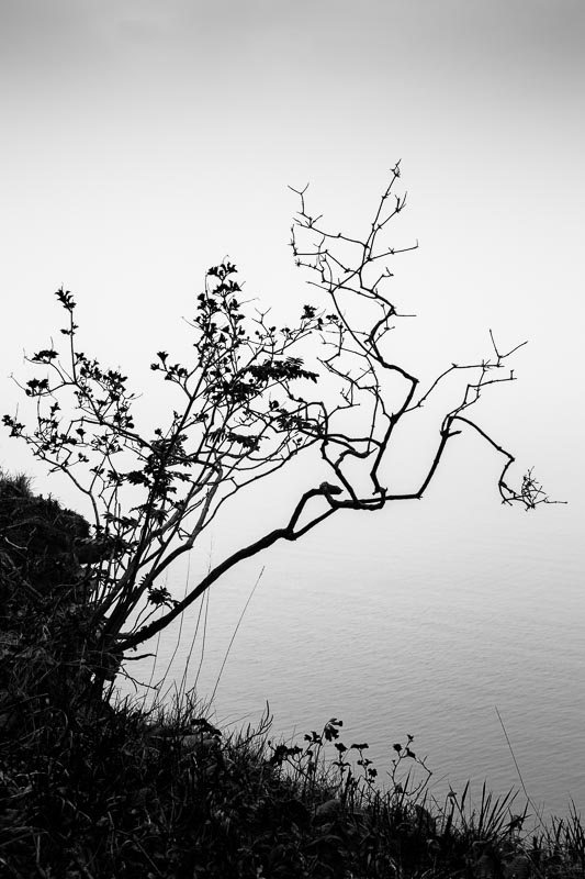 arbuste-noir-et-blanc-silhouette.jpg