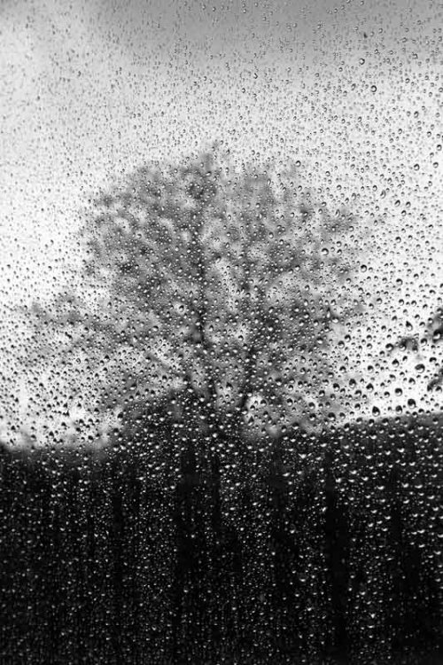 Arbres à part Arbres à part