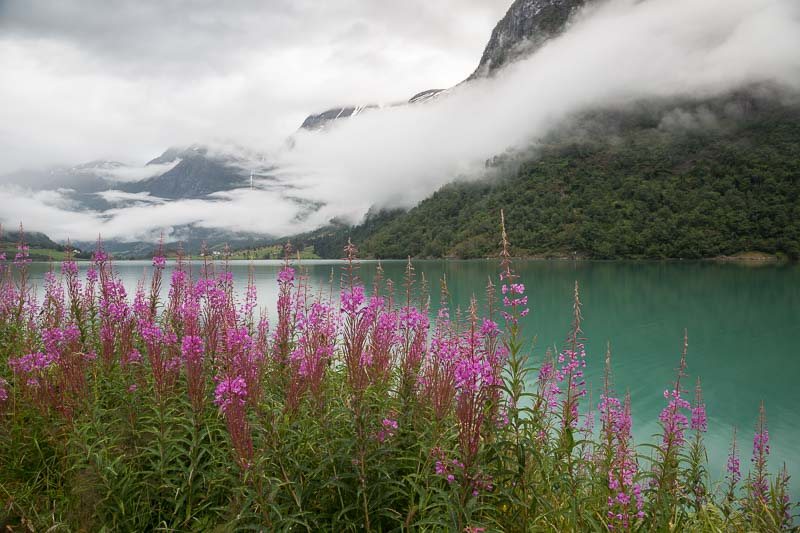 eau-glacier-fleurs-roses-Norvege.jpg