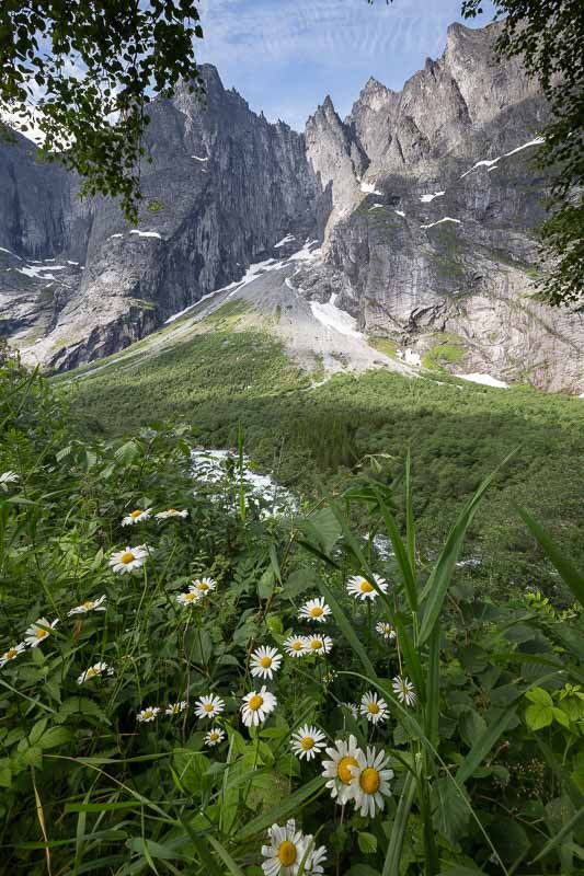 fleurs-montagne-Norvege.jpg