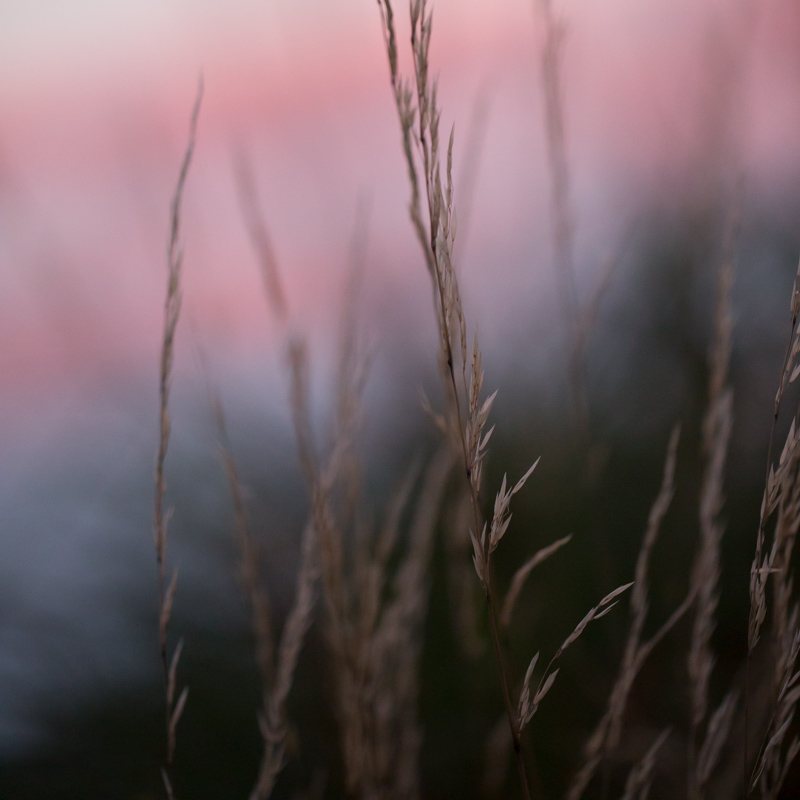 Graminees-7.jpg